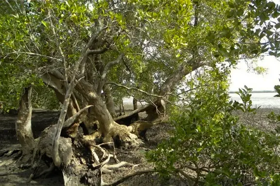 Bay Islands Conservation Group